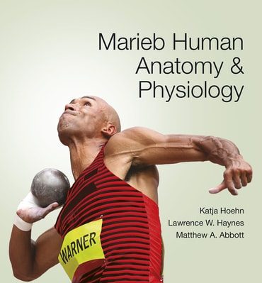 Marieb Human Anatomy & Physiology 12th Edition Test Bank by Katja Hoehn